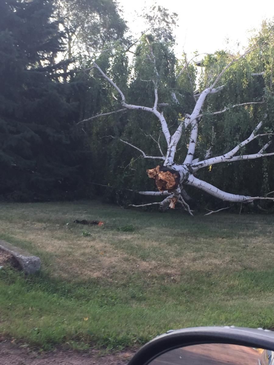 Tree damage around Ipswich (Photo from Edmunds County EM)