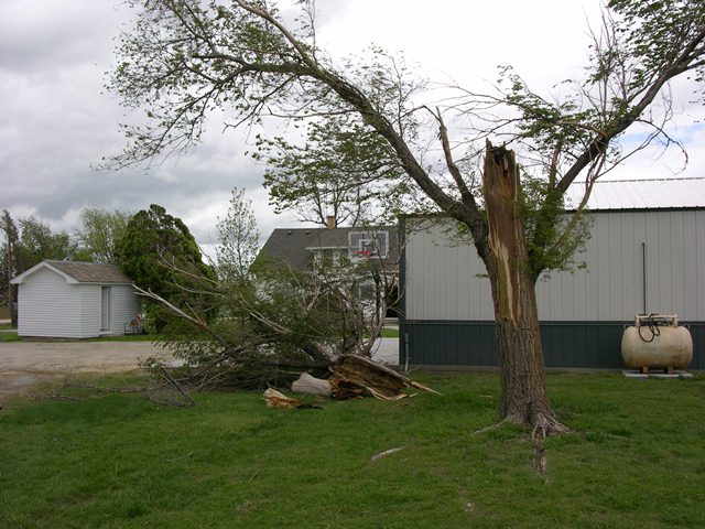 Tree split from brief tornado touch down.