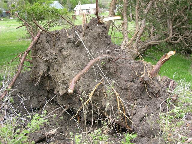Tree uprooted from EF0 winds in Tipton.