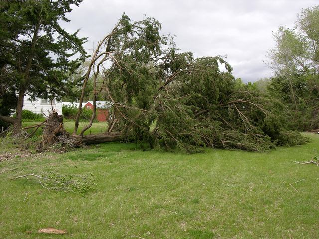 Snapped tree in Mitchell county.