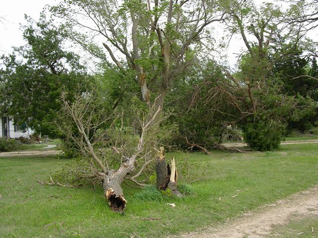 An EF0 tornado snapped a tree near the base.