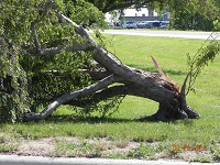 Tree in Highway Park Wood River. Photo by Georgene Smidt.