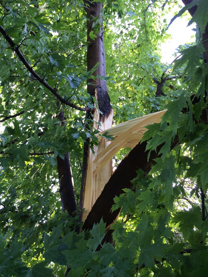 Lighting Struck a Tree in Kearney, NE. (Photo Courtesy of Ryan Rodehorst)