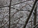 Near Mammoth Cave