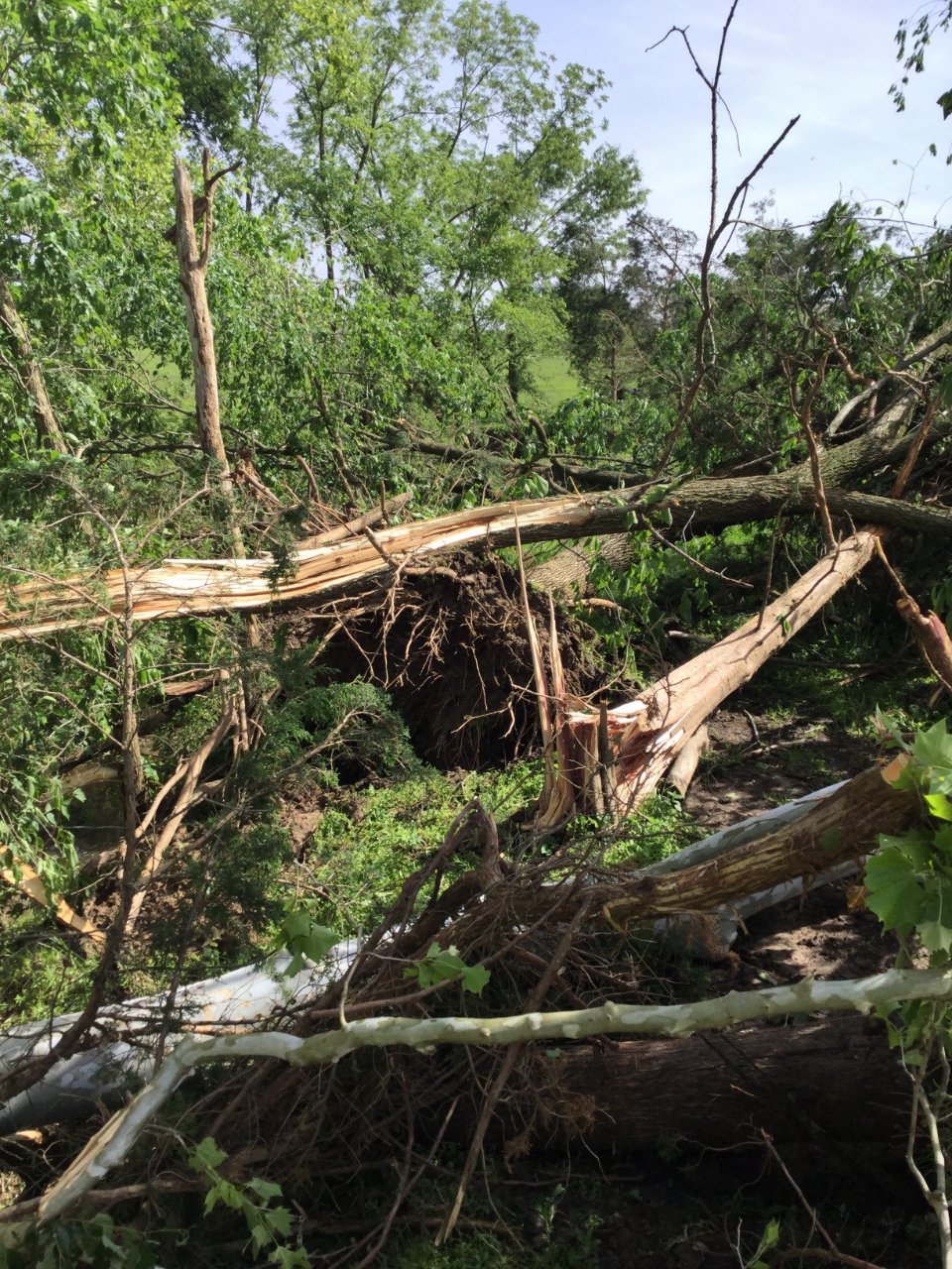 Photo of trees snapped off or uprooted by the tornado.