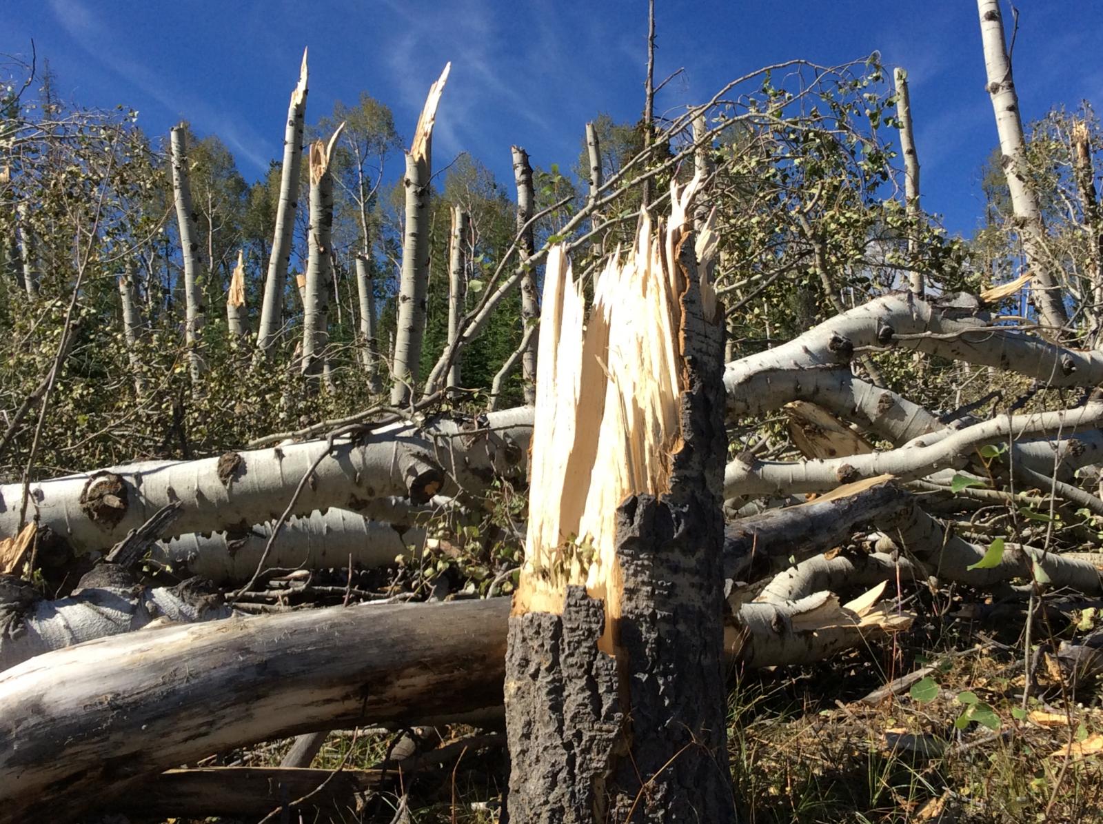 Snapped Tree